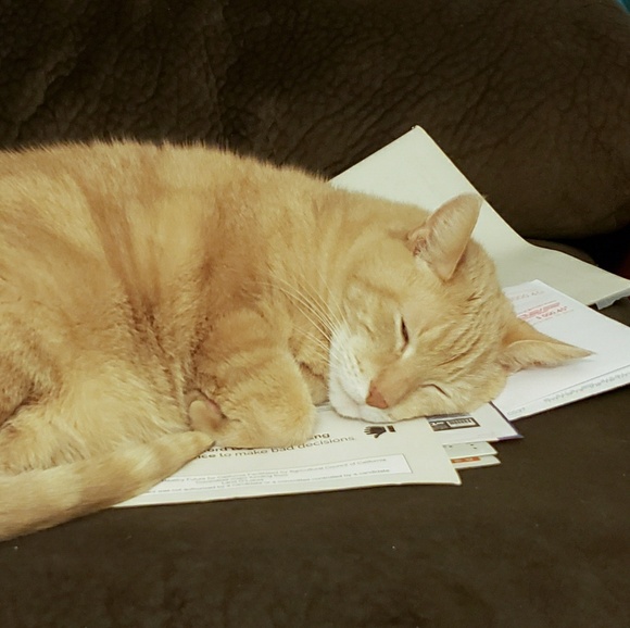 kittykrause